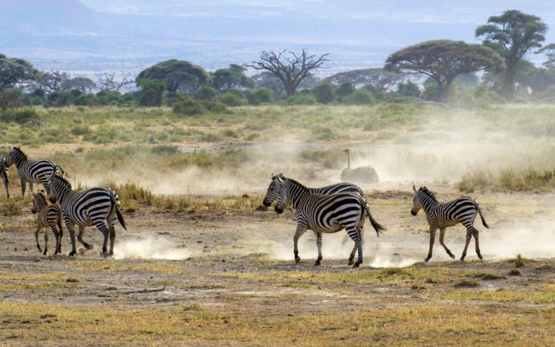 849952-zebra-ostrich-africa-savanna